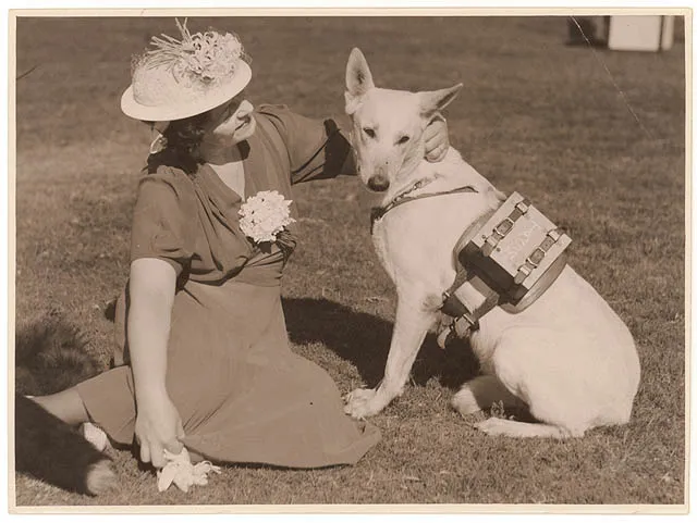 Dressed for the Galaxy: How to Style Your Dog in Celestial Gear That's Actually Chic