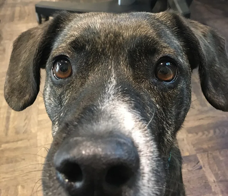 Sniffing the Cosmos: How Your Dog's Nose Is More Advanced Than NASA's Best Detection Technology