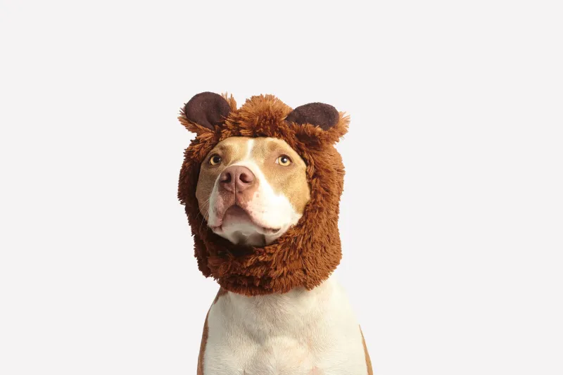 Stars, Snouts, and Serious Opinions: The Ultimate Guide to Your Dog's Zodiac Personality