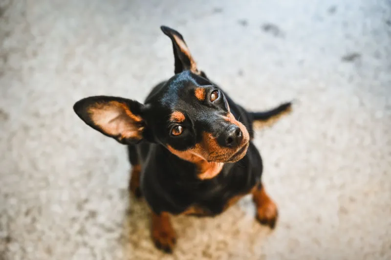 Are Our Dogs Secret Space Emissaries? The Unexplained Behaviors That Suggest Yes