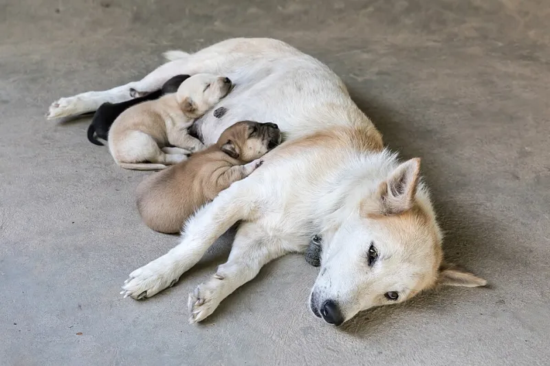 Moon Howls and Midnight Zoomies: The Lunar Forces Secretly Running Your Dog's Sleep Schedule